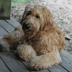 Therapy Dogs for Veterans