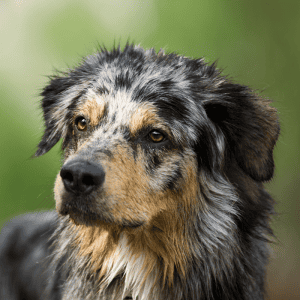 Australian Shepherd - Canine Influenza