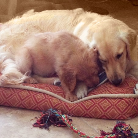 Dogs for Veterans Daisy and Gunner