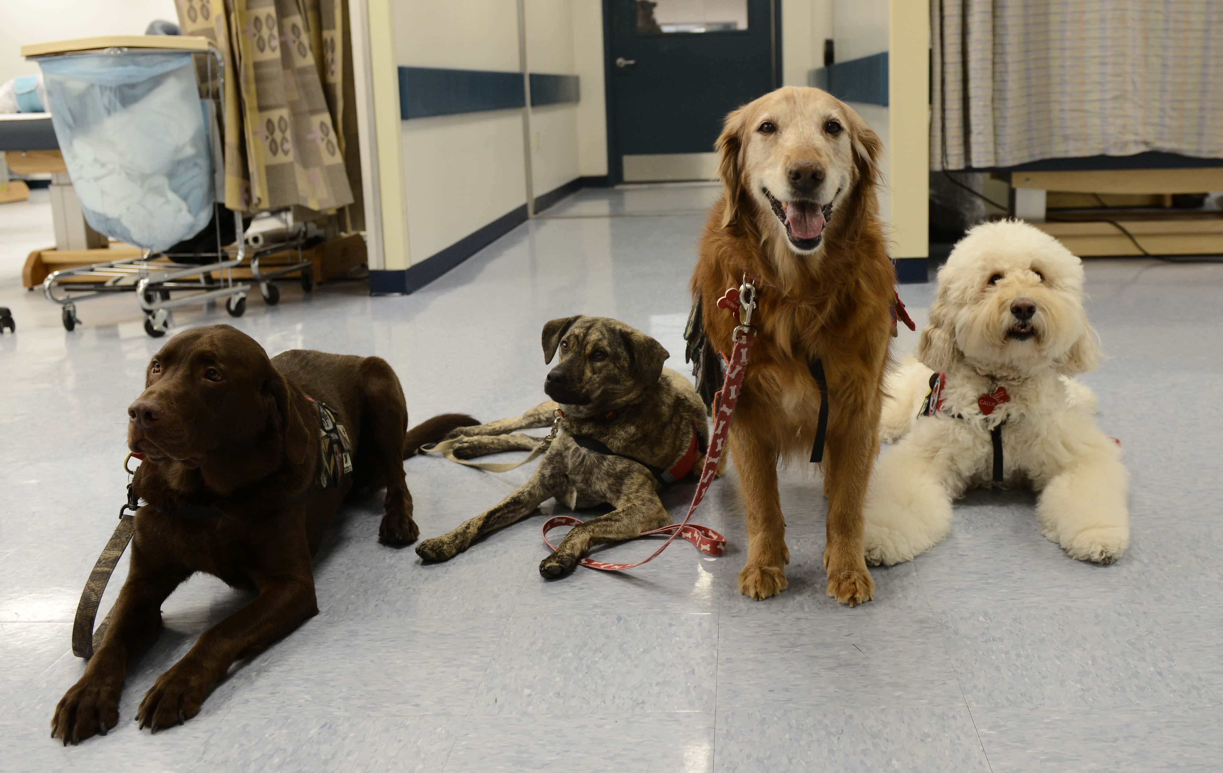 are therapy dogs allowed in hospitals