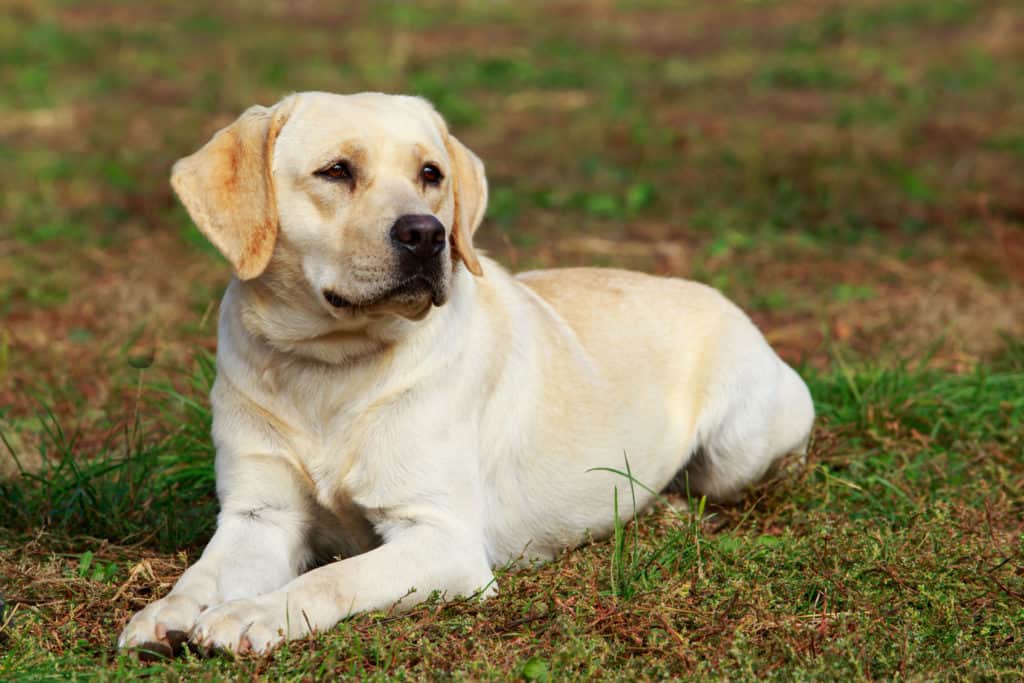 Labrador Retriever Service Dog for Veterans
