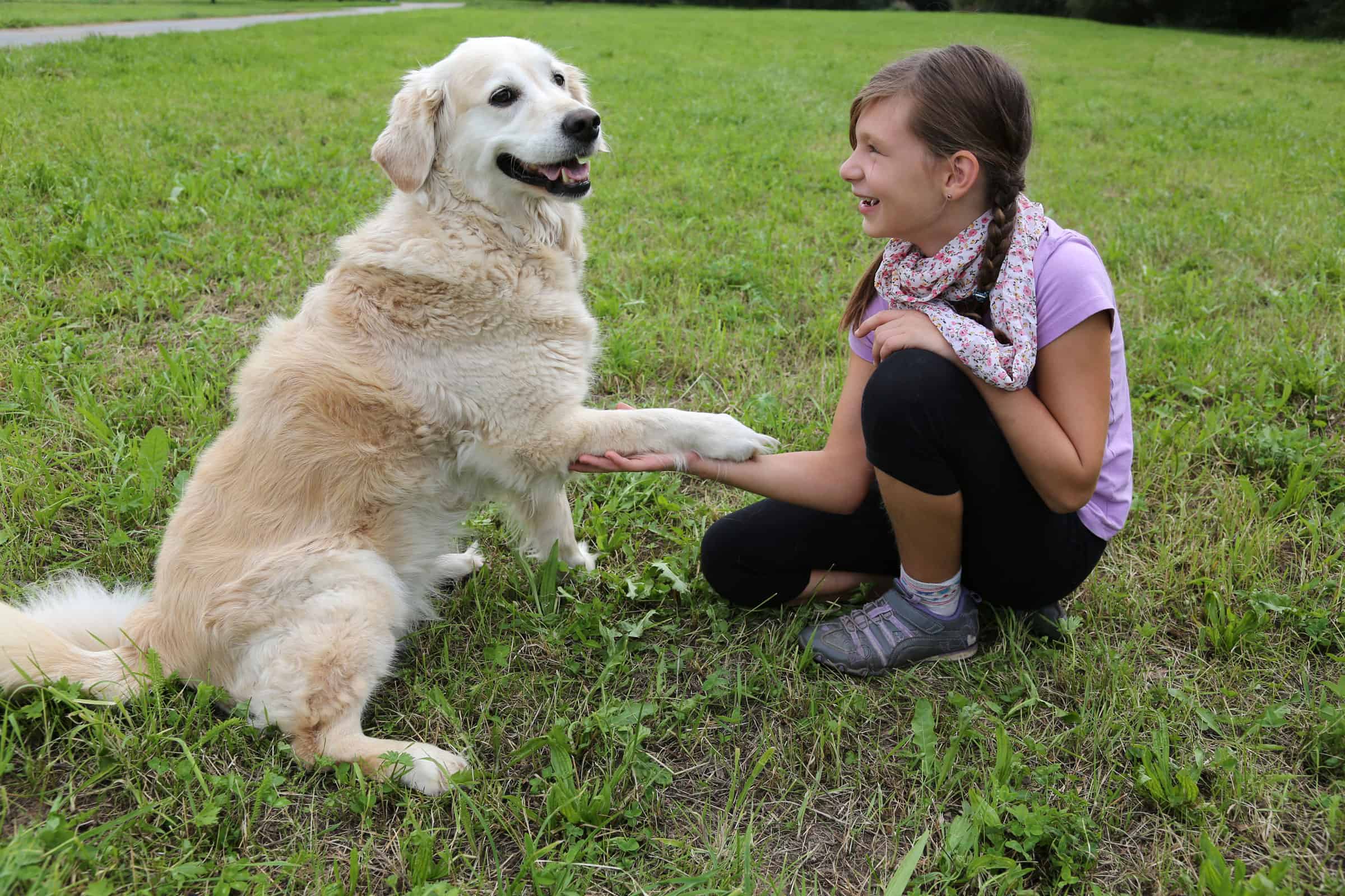 teach a dog to shake hands