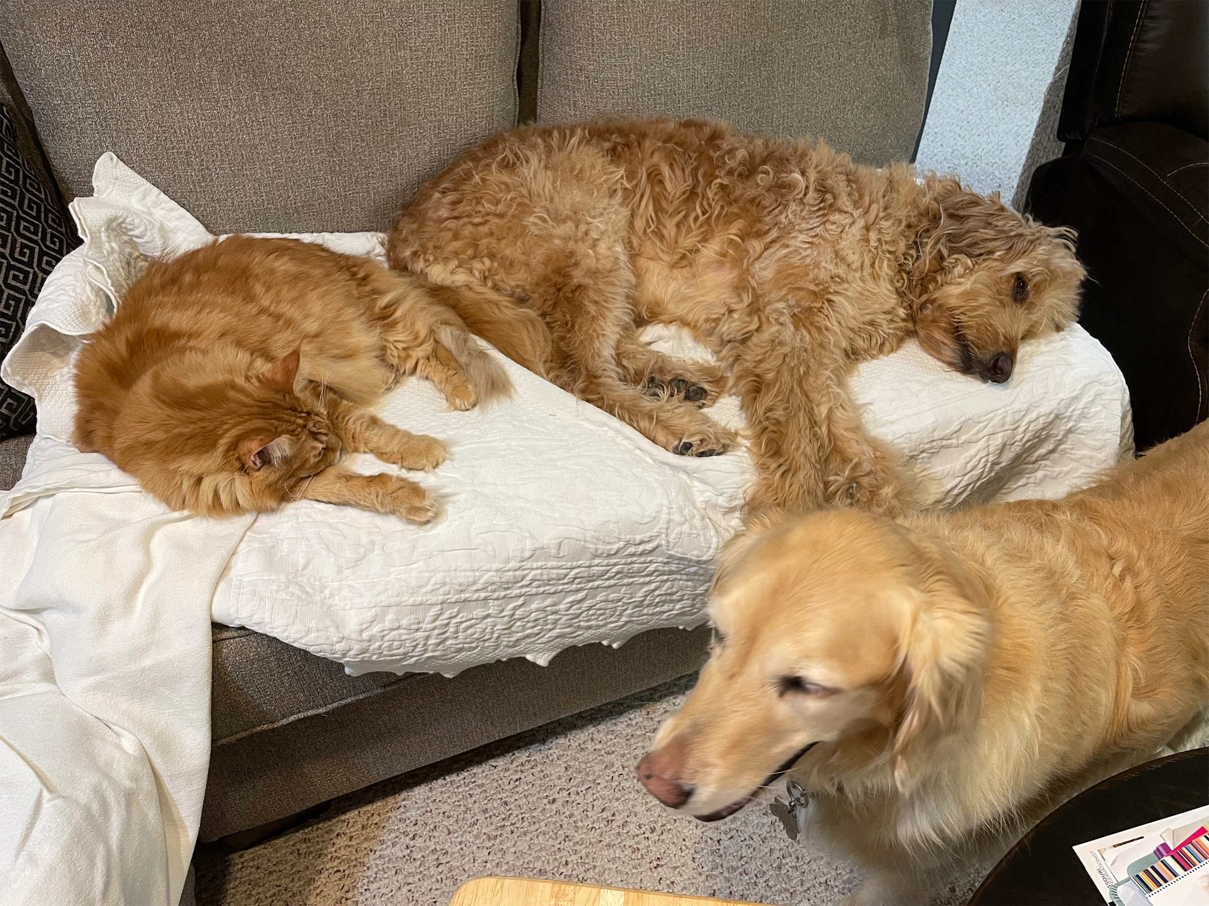 can golden retrievers get along with cats? 2