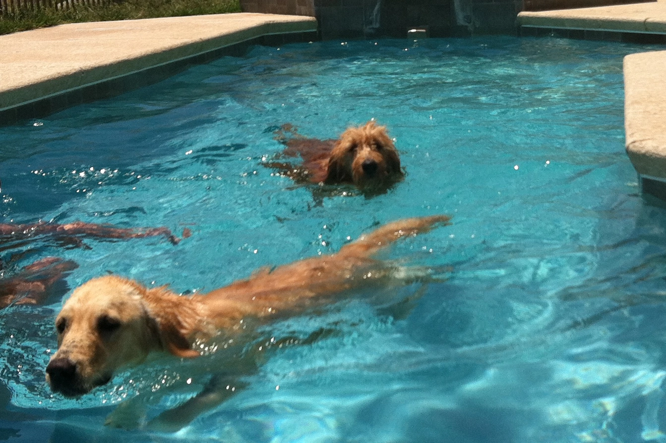 do goldendoodles like to swim