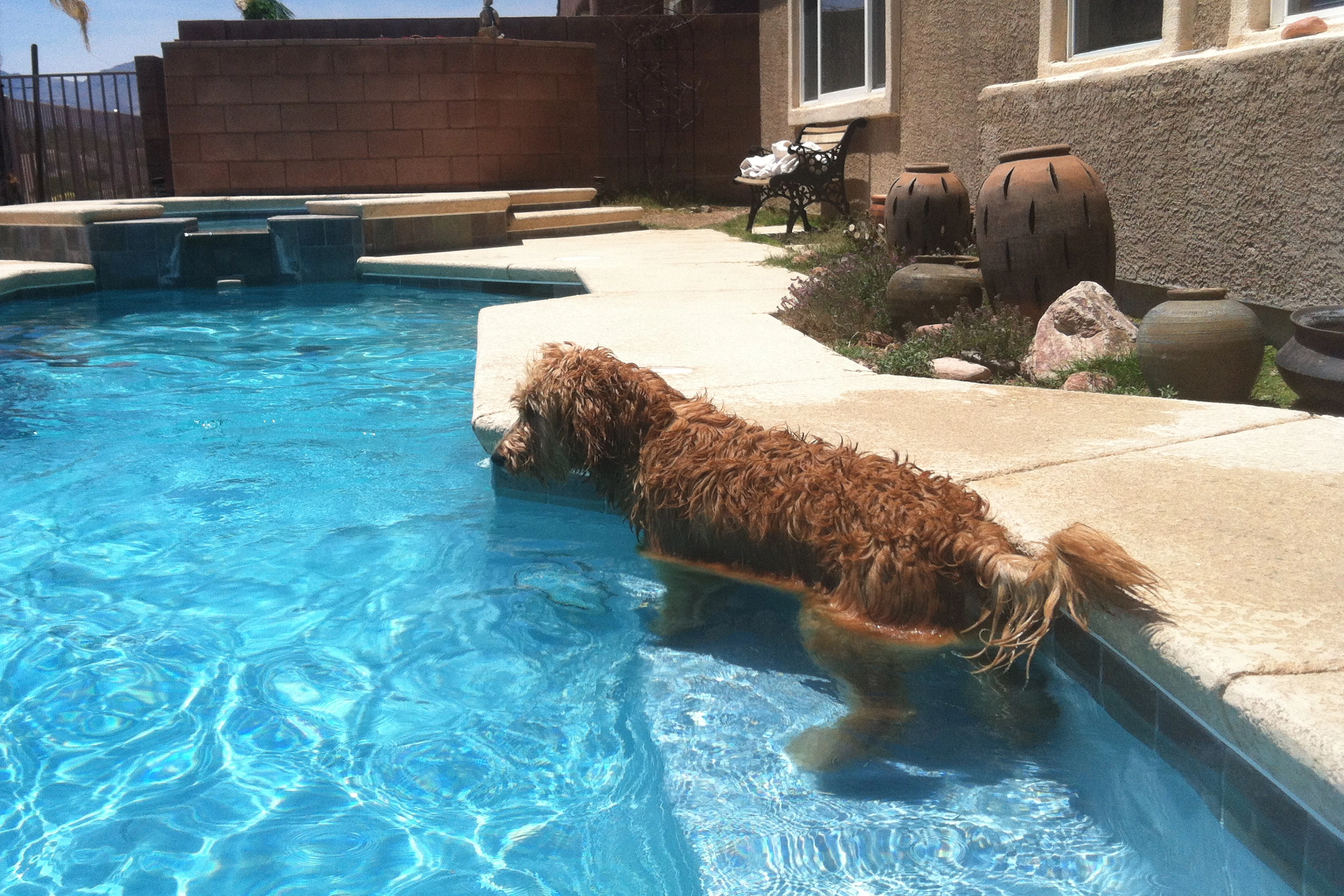 do goldendoodles like to swim. steps