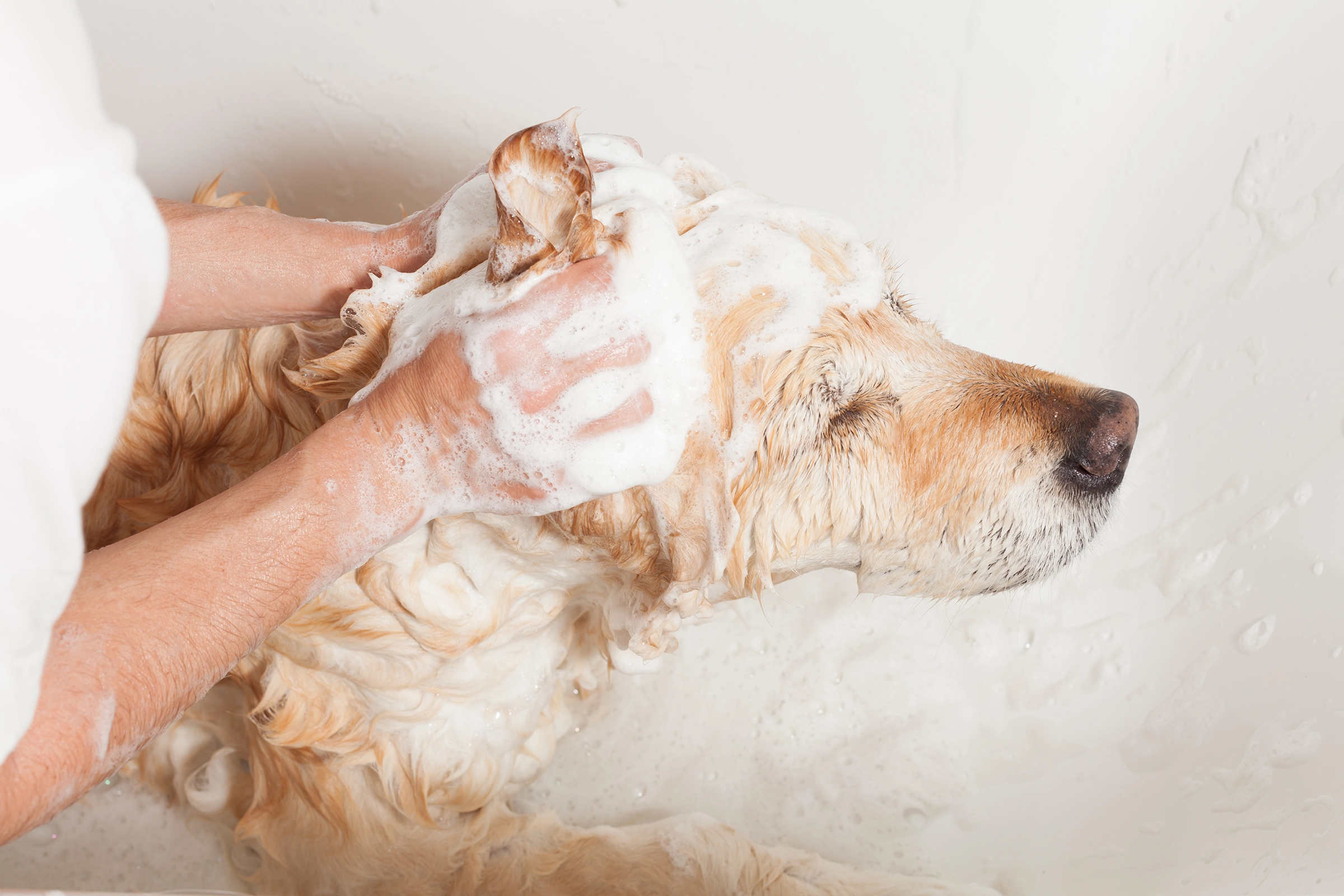 How Often Do Golden Retrievers Need To Be Groomed Tips Info