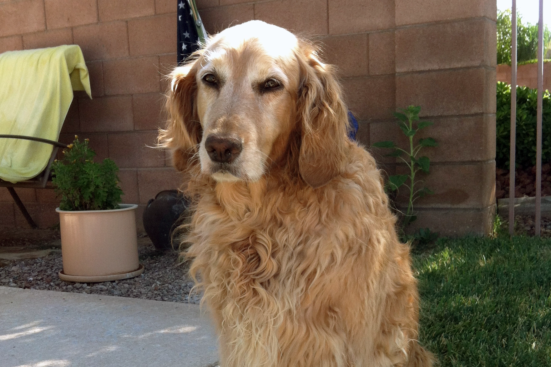 older dog bio examples golden retriever