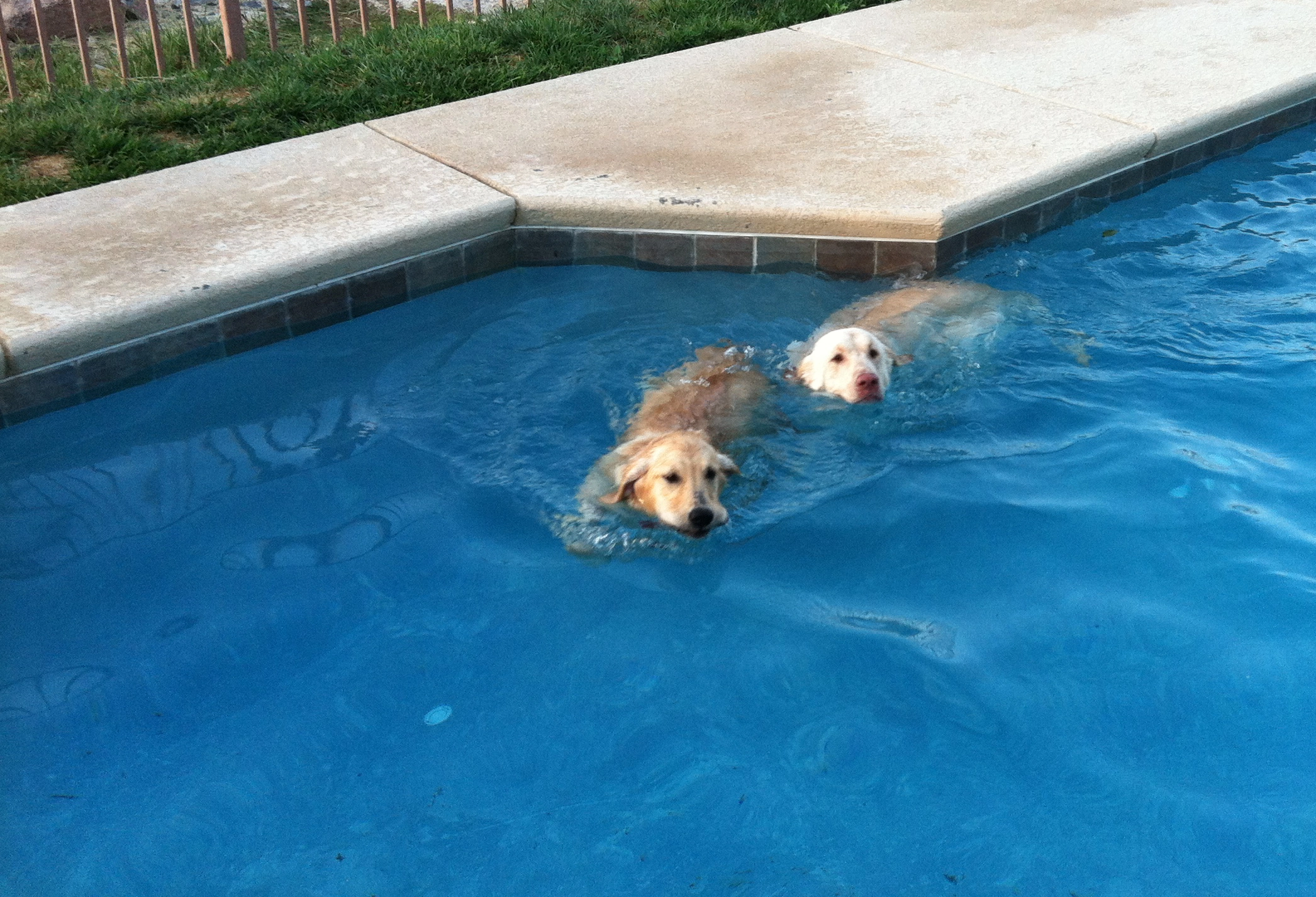 do golden retrievers like to swim - with her friend