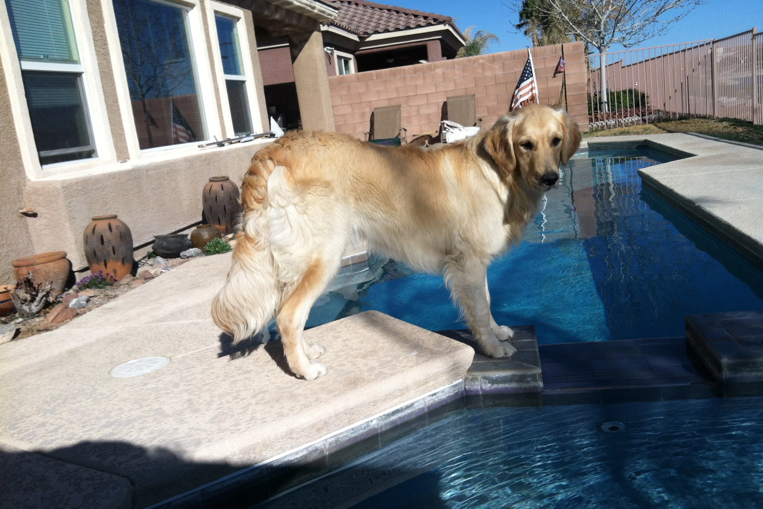 golden retriever feathers 1 year old