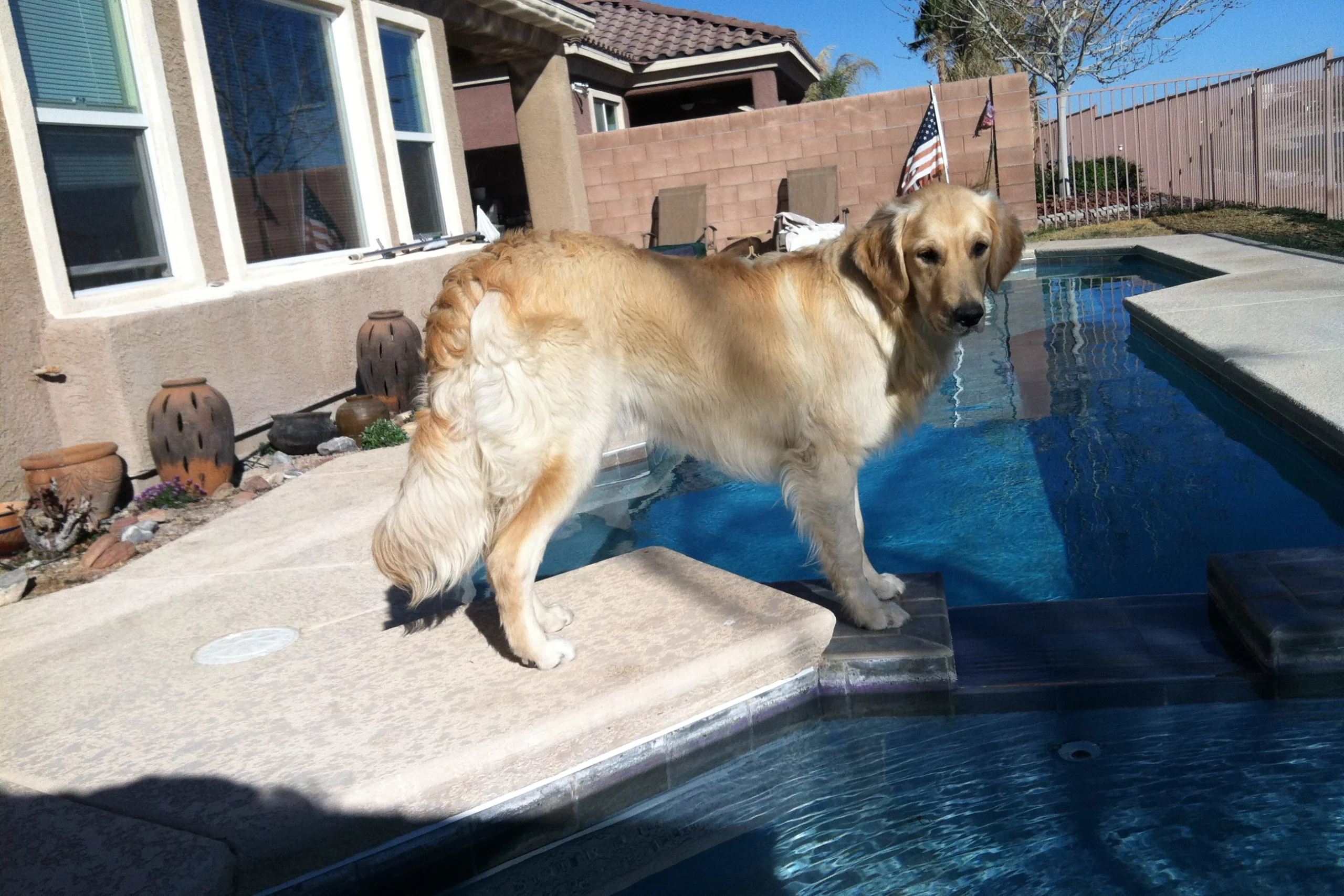 what are feathers on a golden retriever?