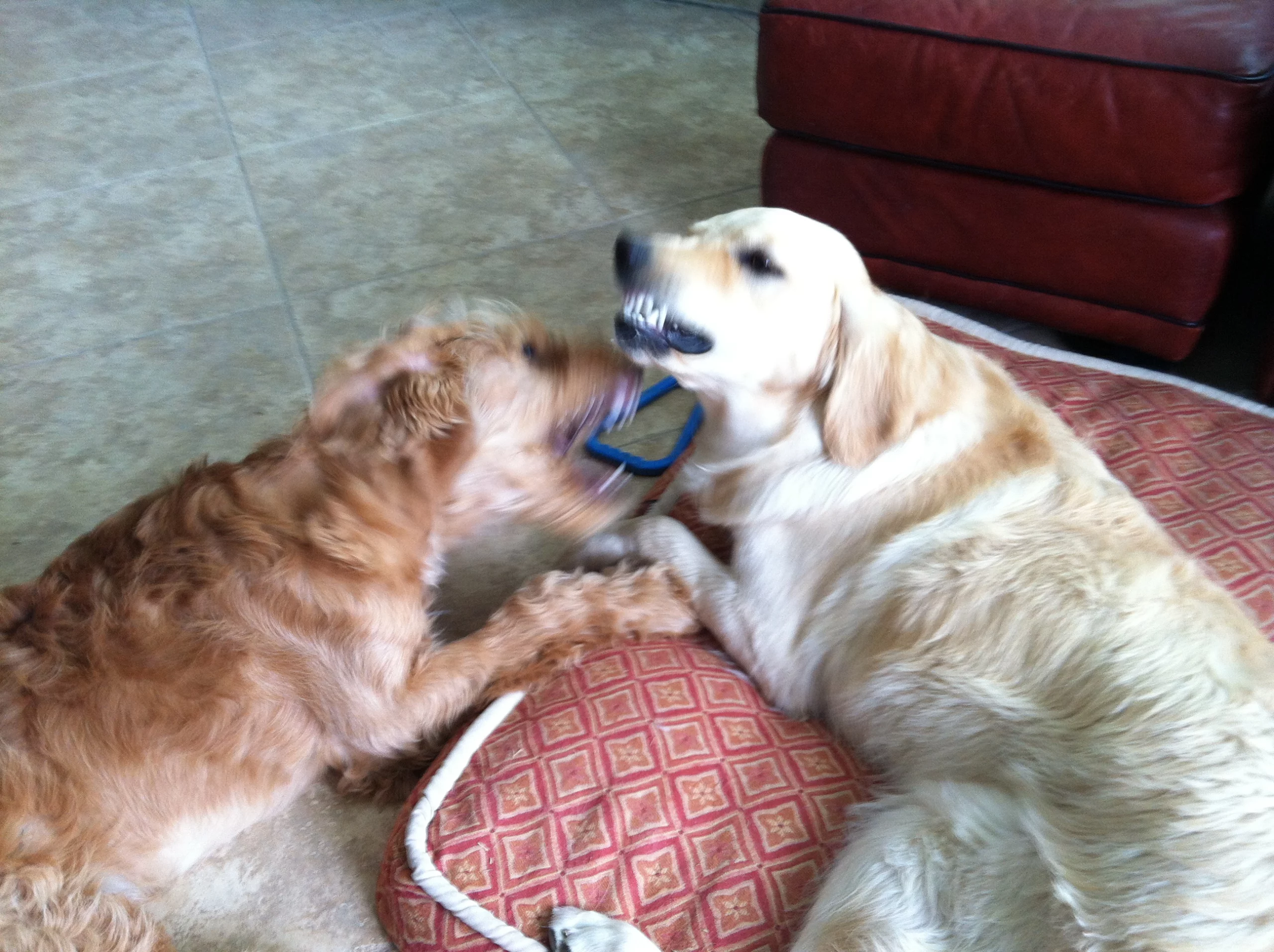 Golden retriever hot sale puppy biting