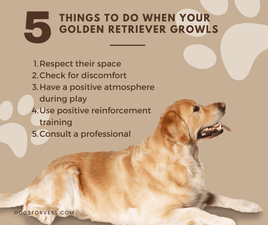 Golden Retriever Growling: Decoding and Responding to Your Dog