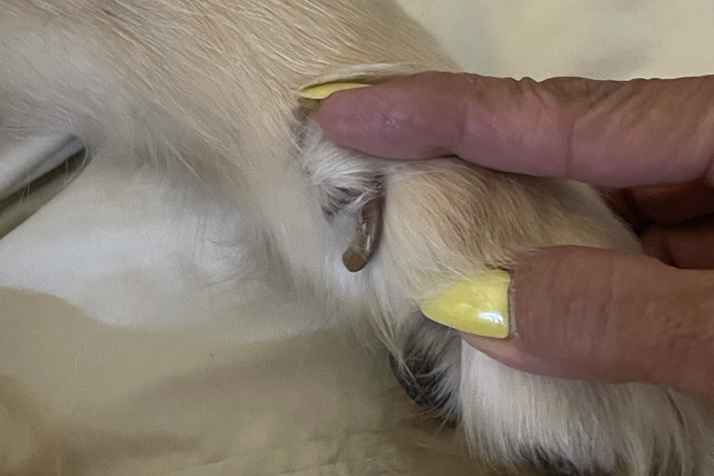 dew claws on golden retrievers close up