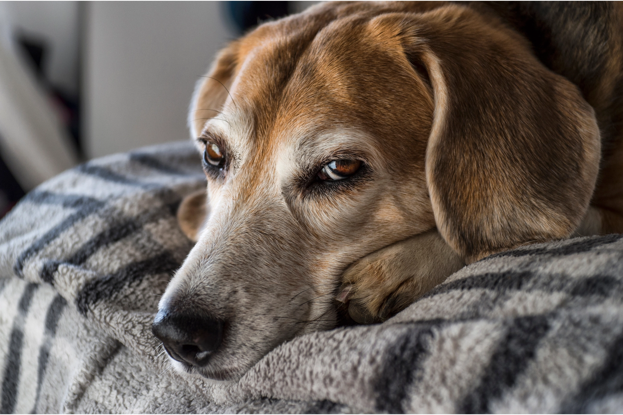 Adopting An Older Dog beagle