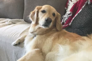 can golden retrievers be left alone