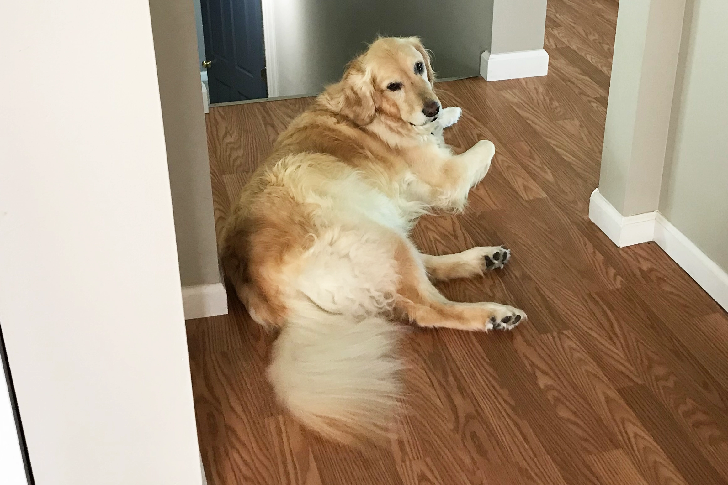 can golden retrievers be left alone