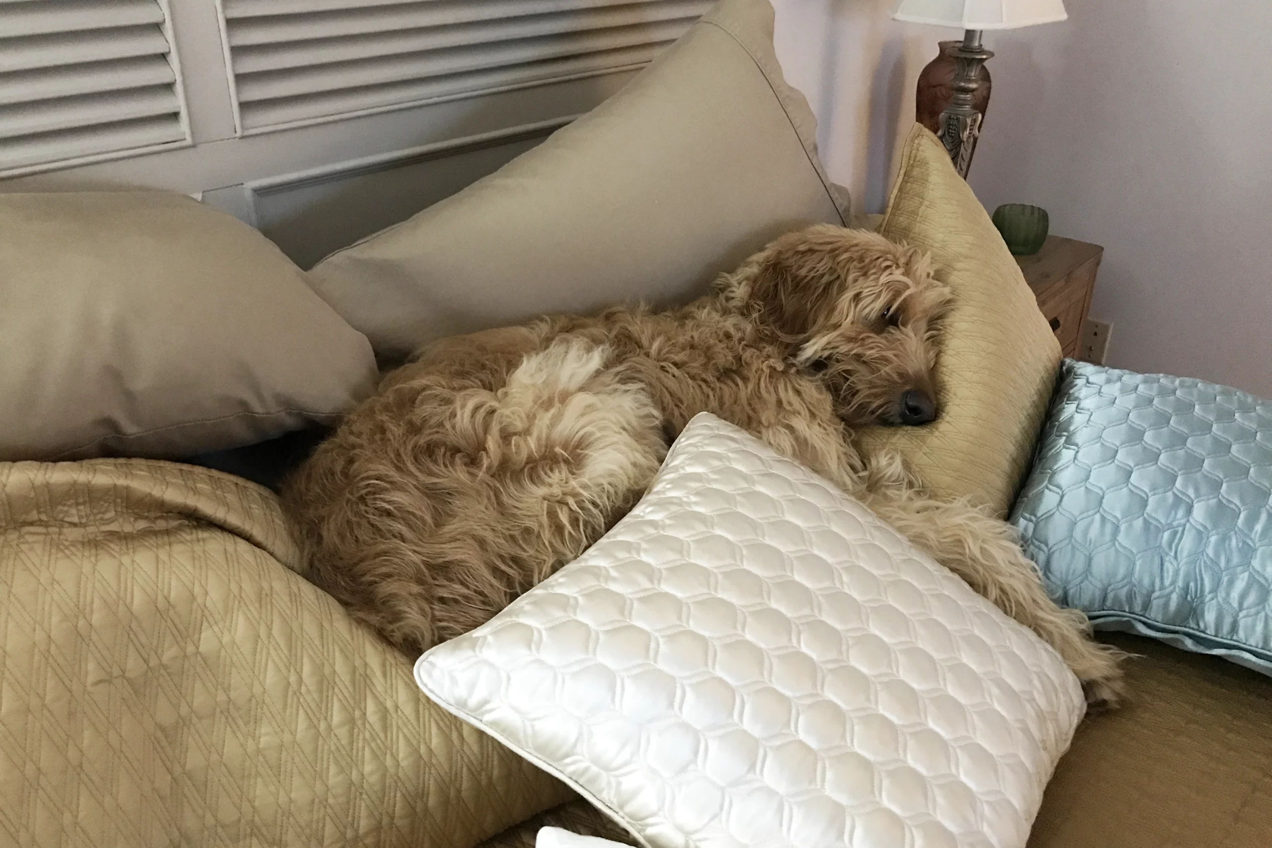 do goldendoodles like to sleep with you