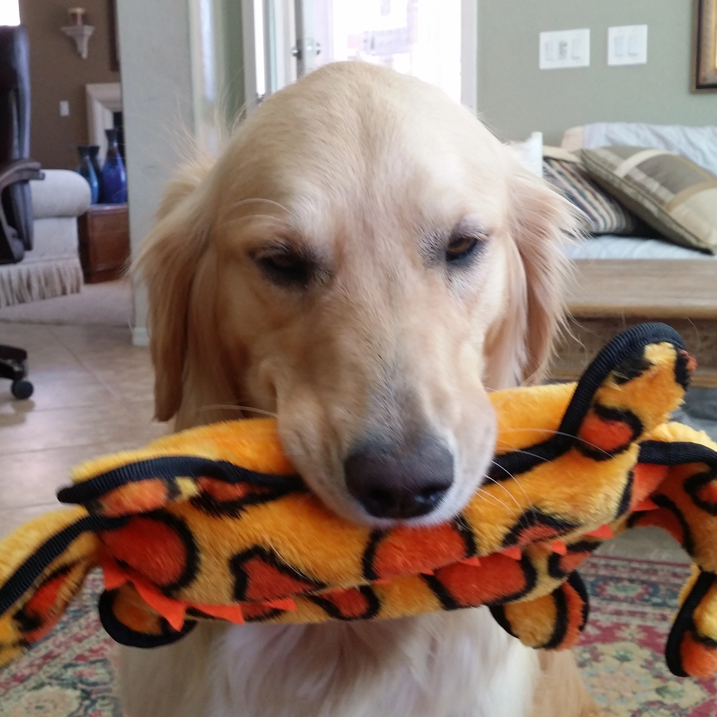 golden retriever alone with toy