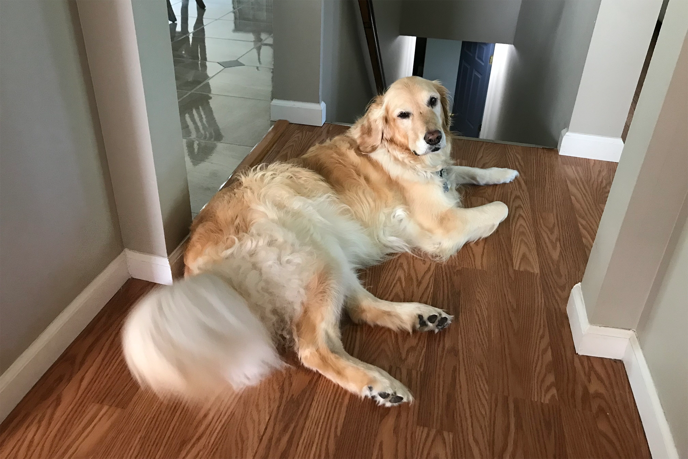 golden retriever puppy color change 6 years old