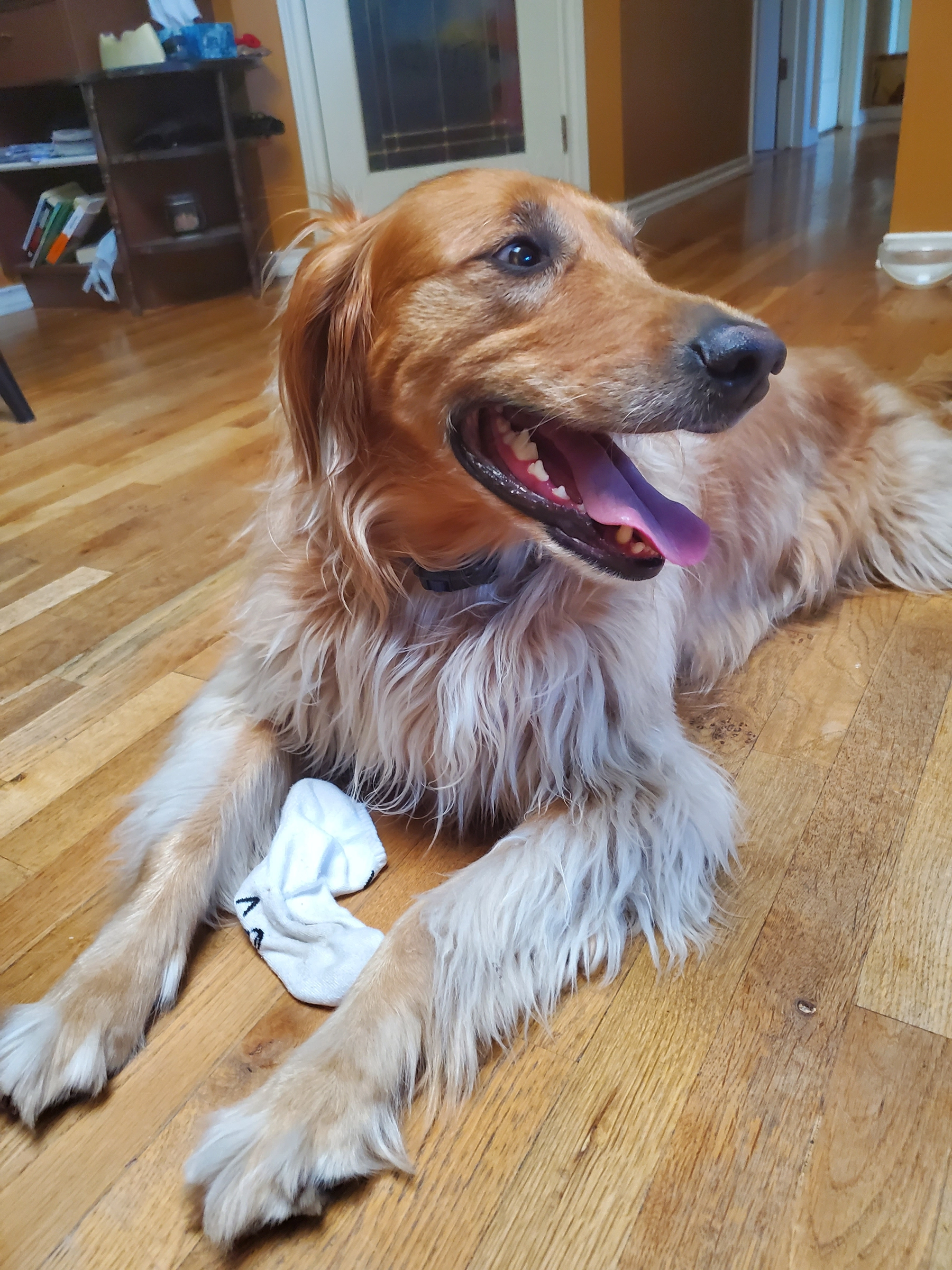 golden retriever with sock paws