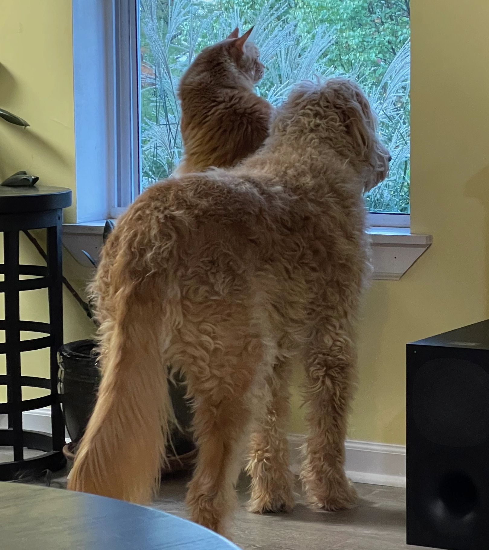 goldendoodle and cat looking out window