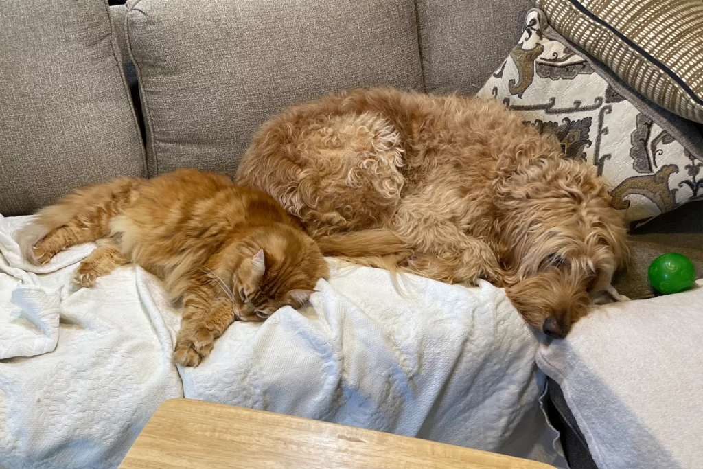 goldendoodle and cats