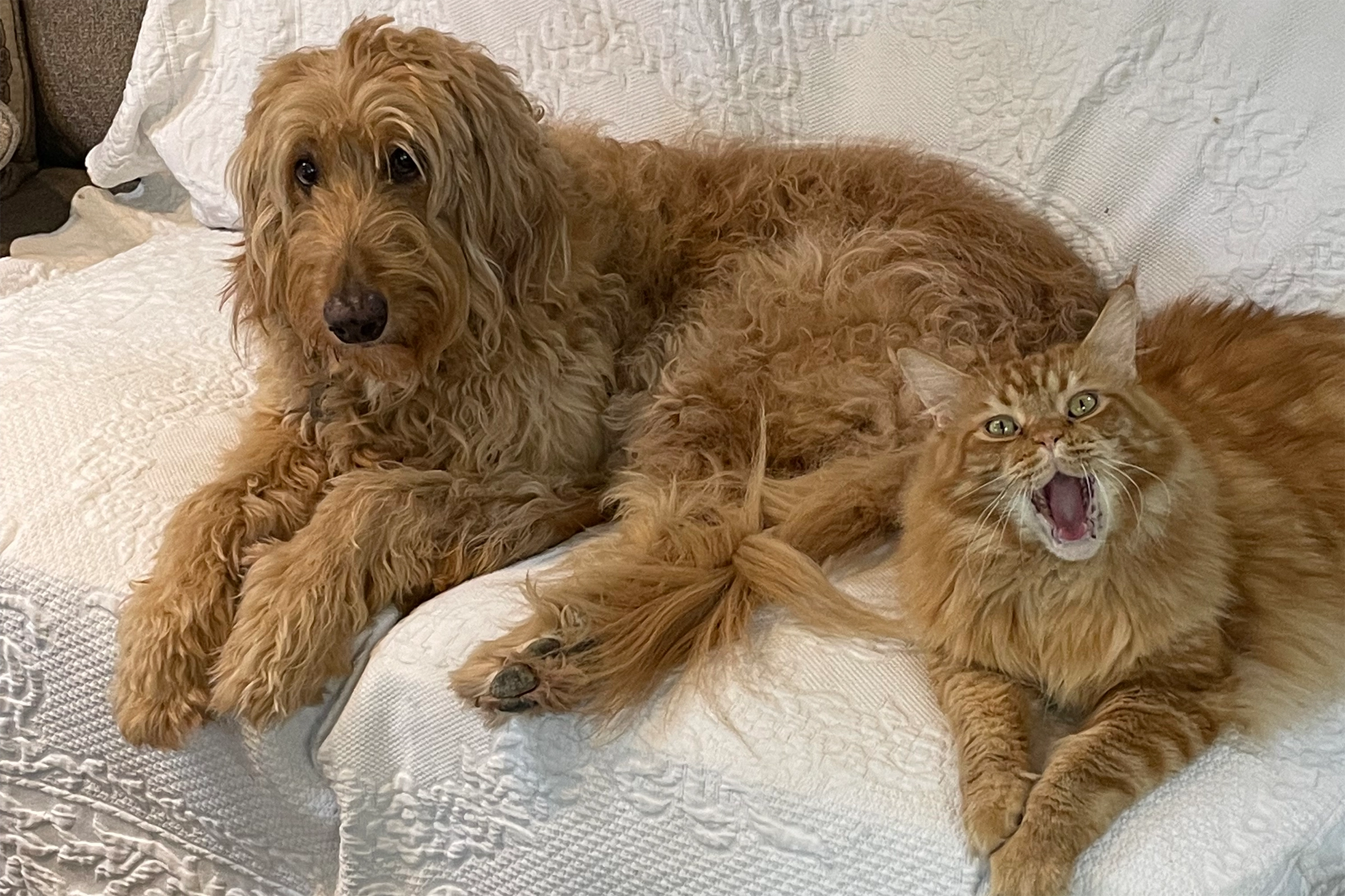 goldendoodle and cat friends