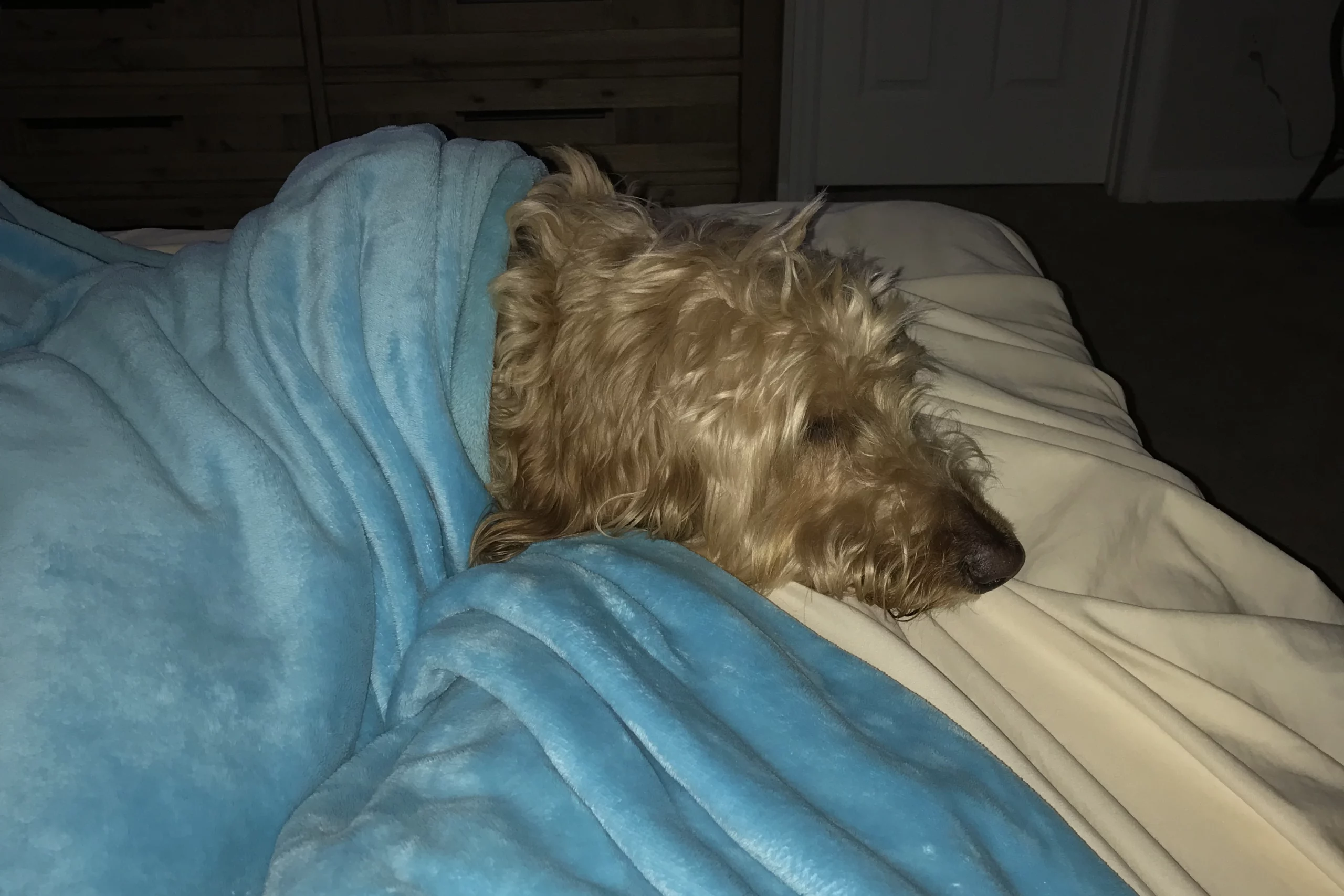 goldendoodle in bed with covers