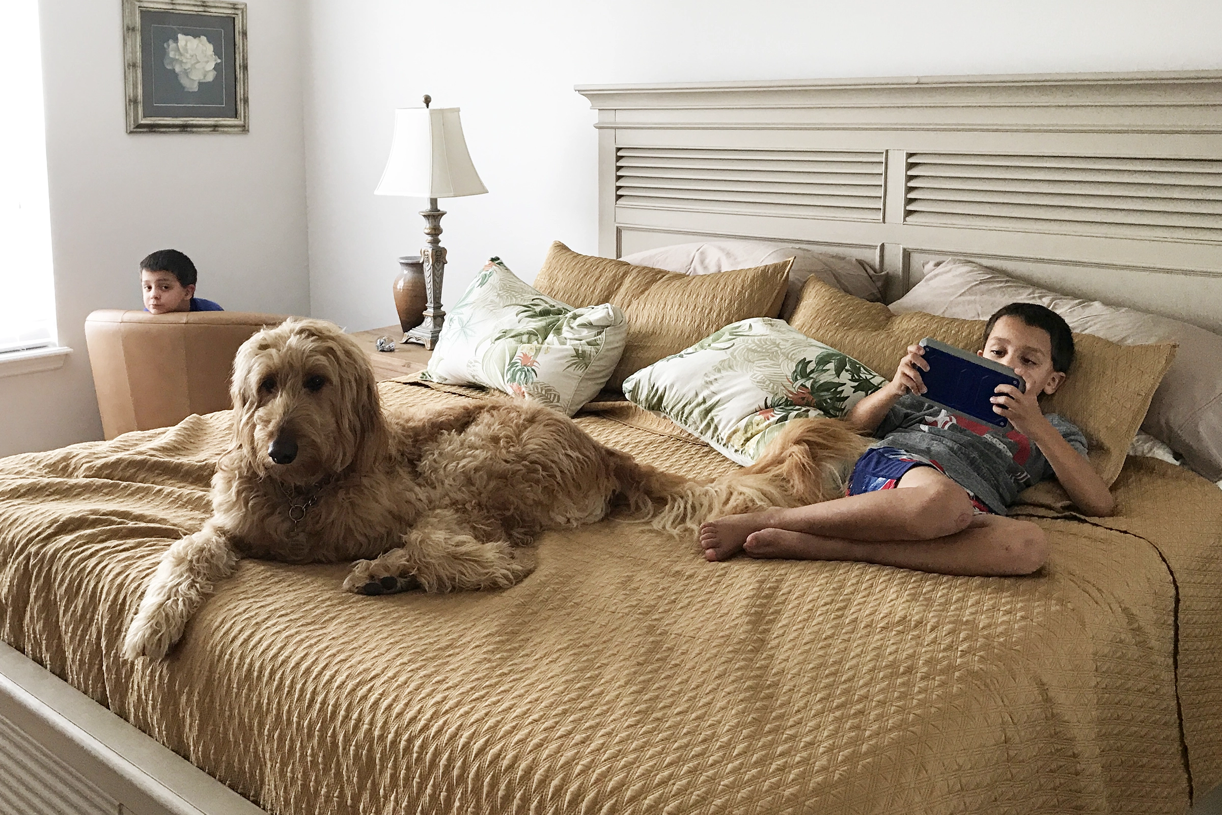 goldendoodle in bed with kids
