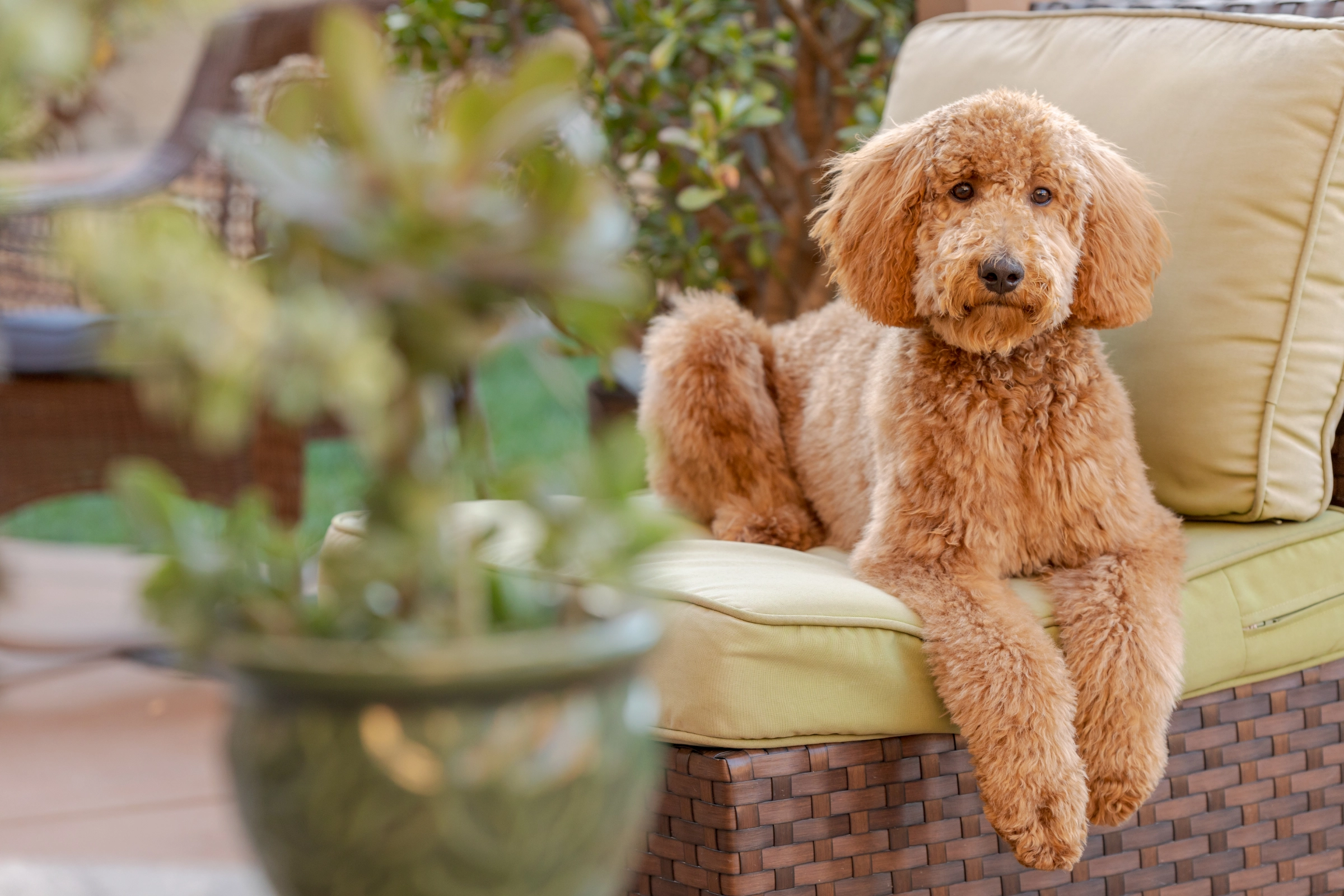 goldendoodle sitting in chair