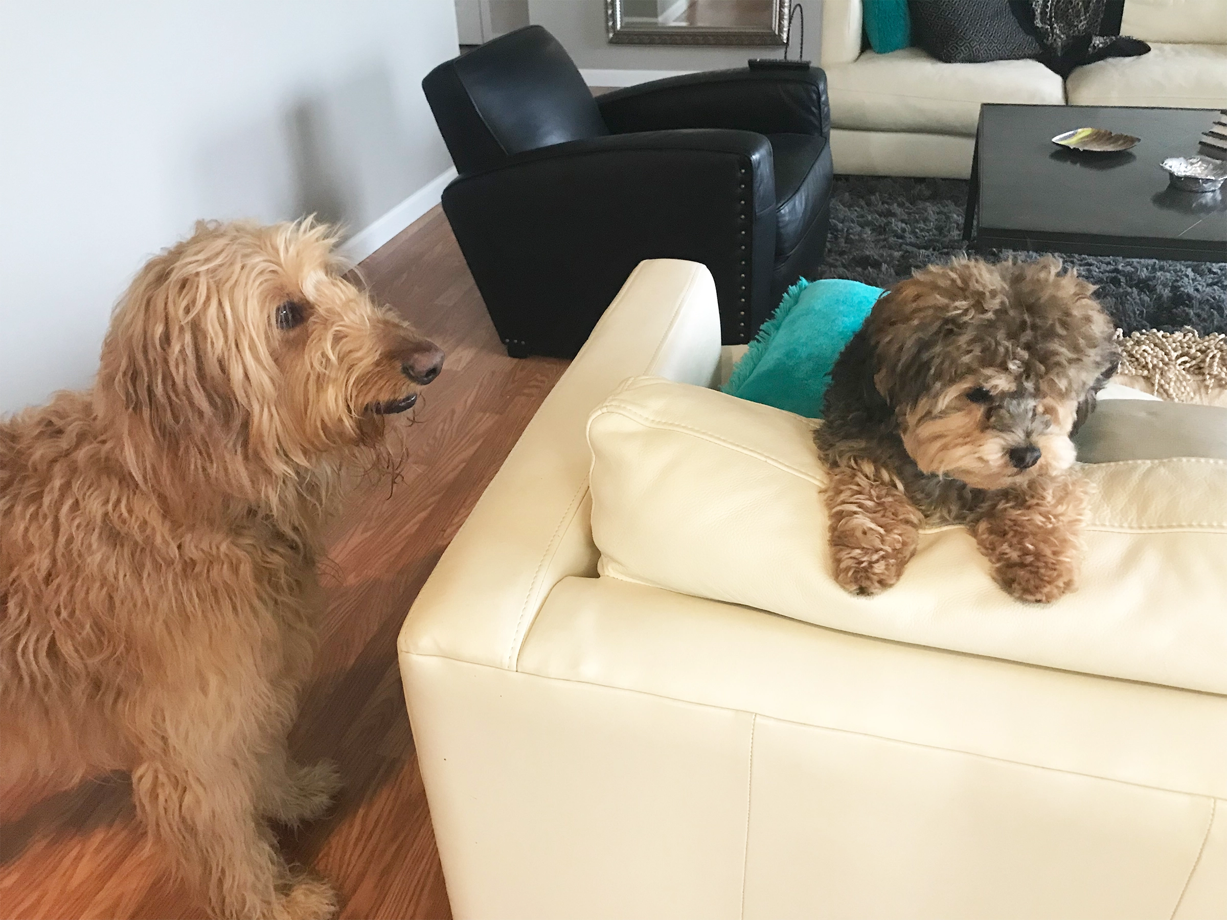 goldendoodle and yorkiepoo on white couch