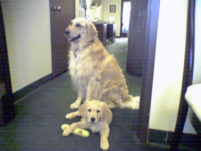 Lucky and Penny Golden Retrievers