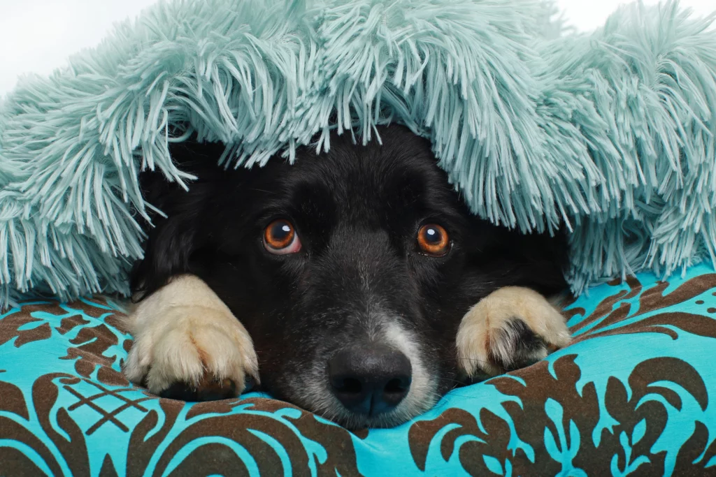 luxury dog blankets