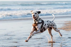 names for spotted dogs