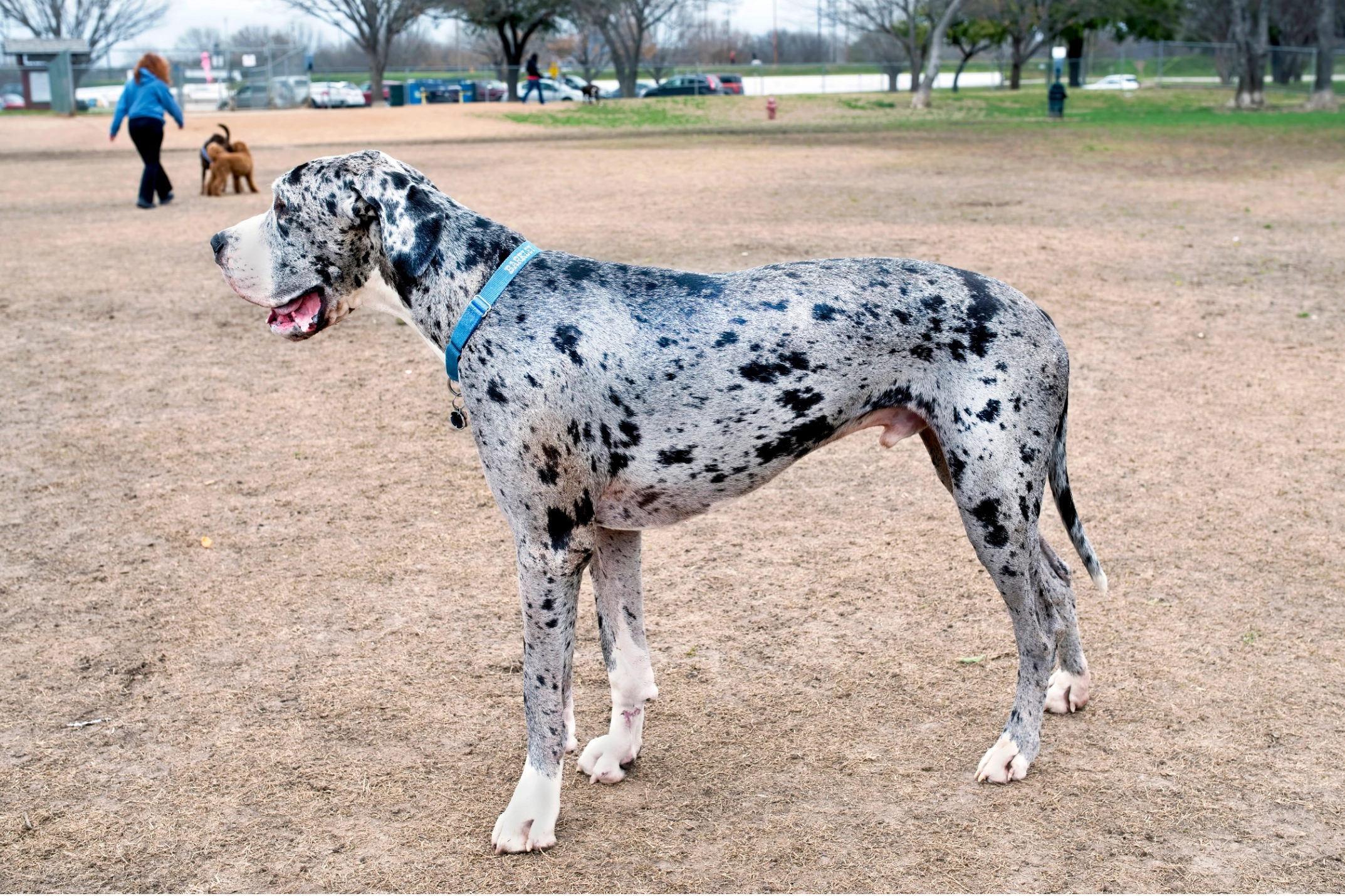 name for spotted dogs great dane