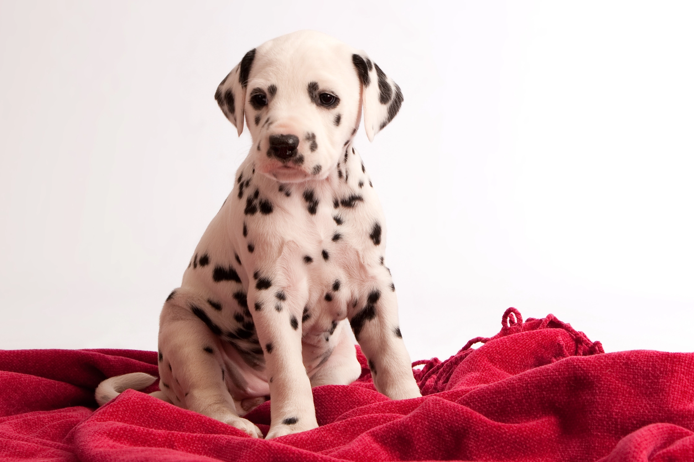 names for spotted dogs puppy