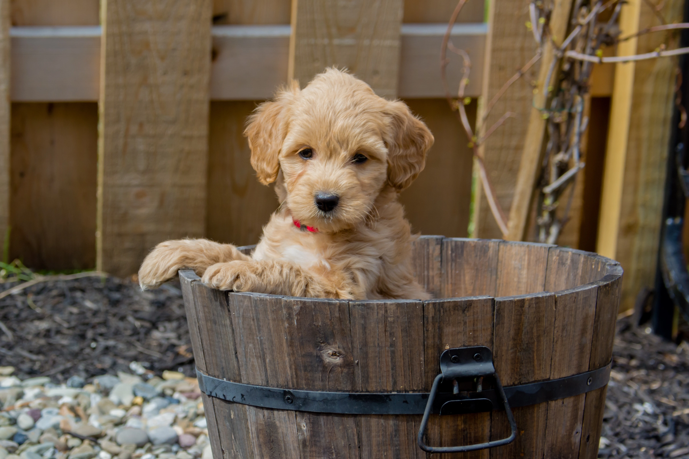 puppy goldendoodle in basket