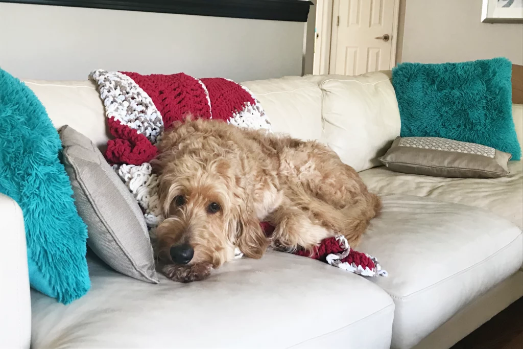 white-couch-with-dogs-goldendoodle