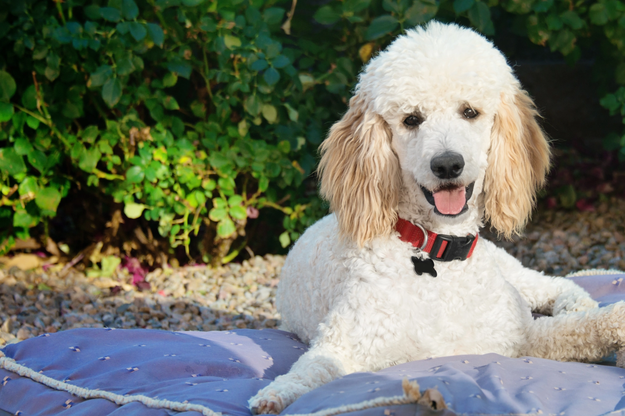 white standard poodle