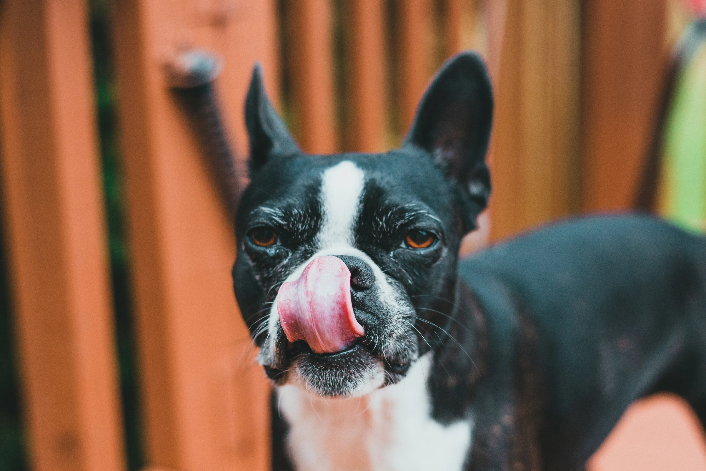 dog licking face
