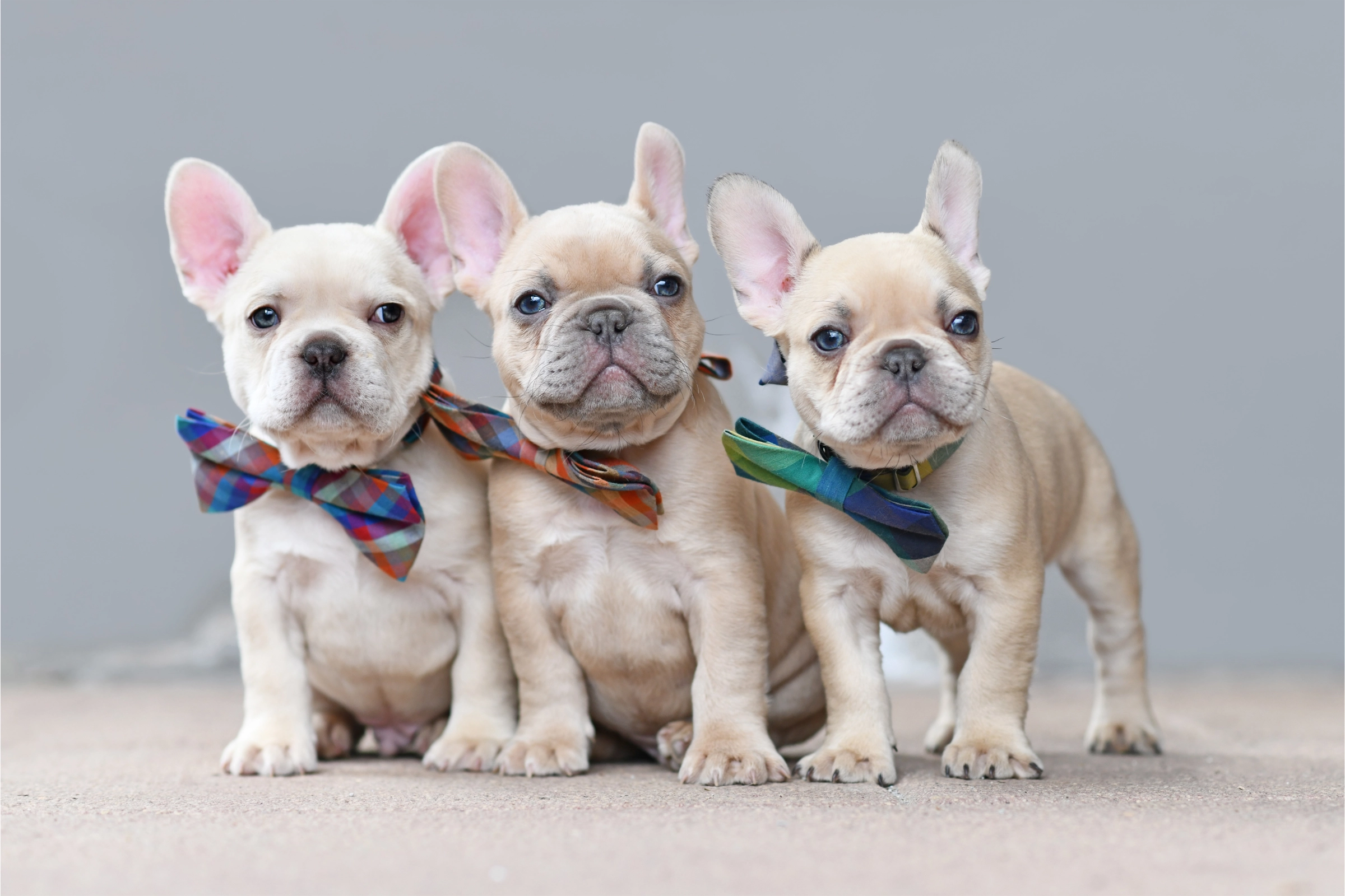 french bulldog puppies with bowties