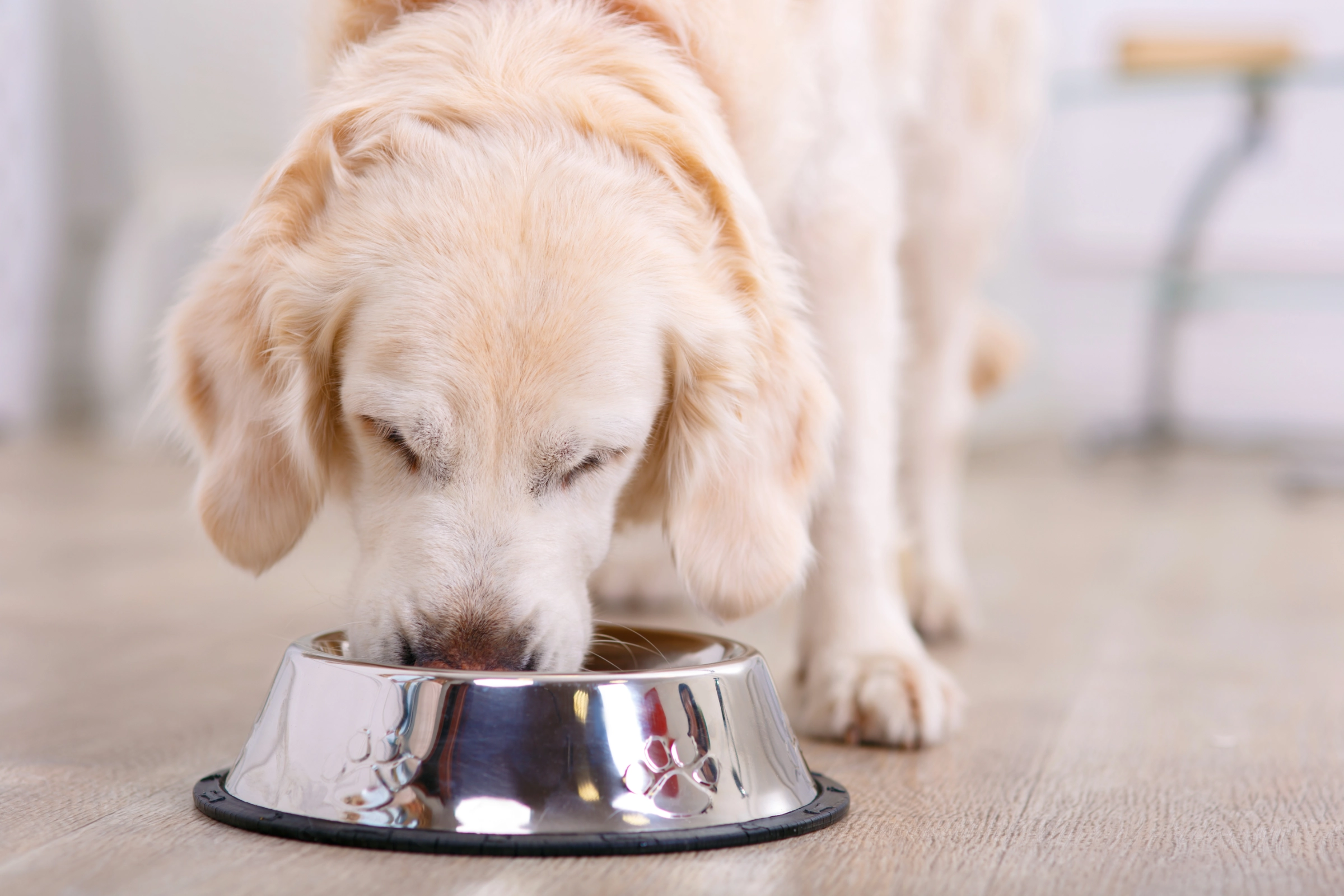 golden retriever eating dog food