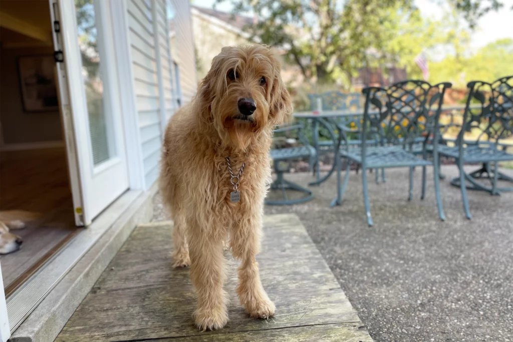 Goldendoodle Male Dog Names Kickstart Your Naming Journey