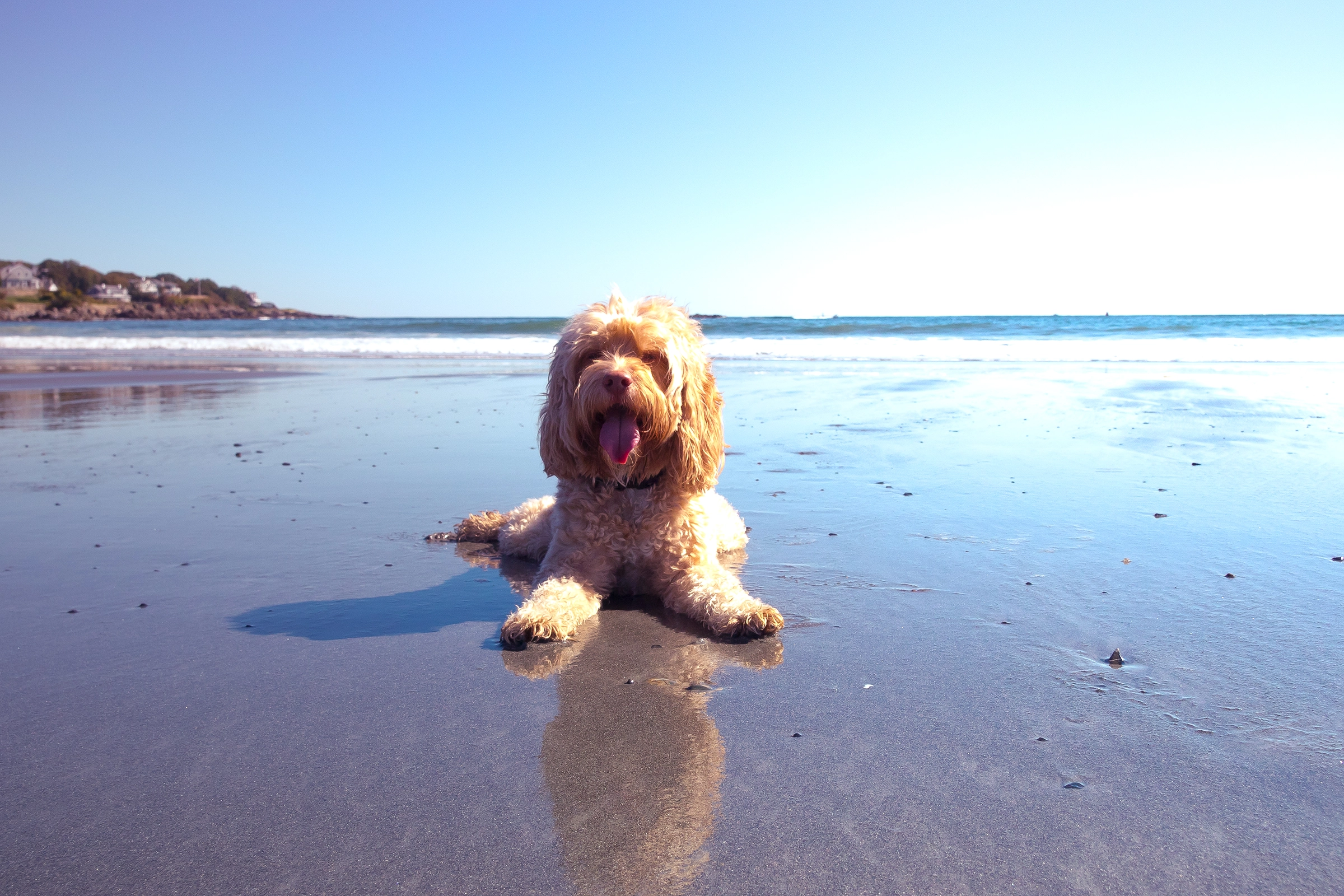 goldendoodle male dog names at the beach