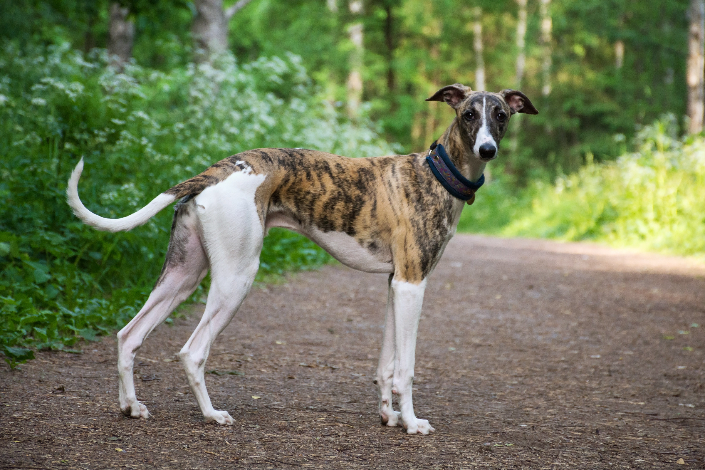greyhound dog standing