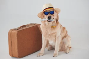 how to fly with a golden retriever
