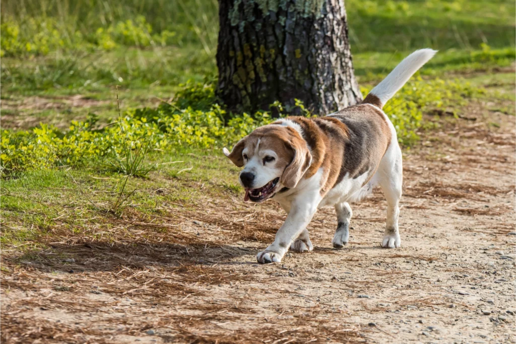 old beagle walking