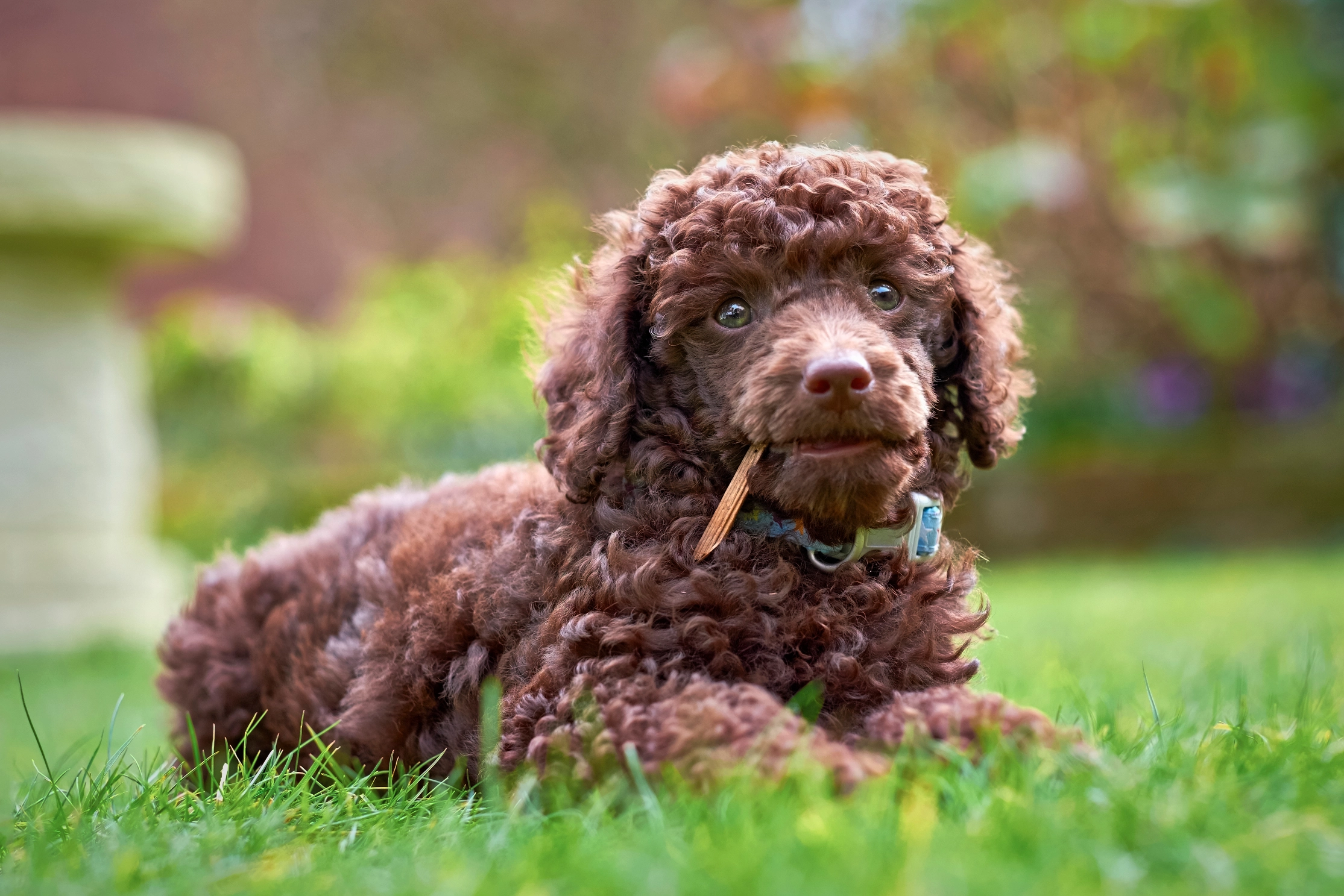 poodles best dogs for seniors in apartments
