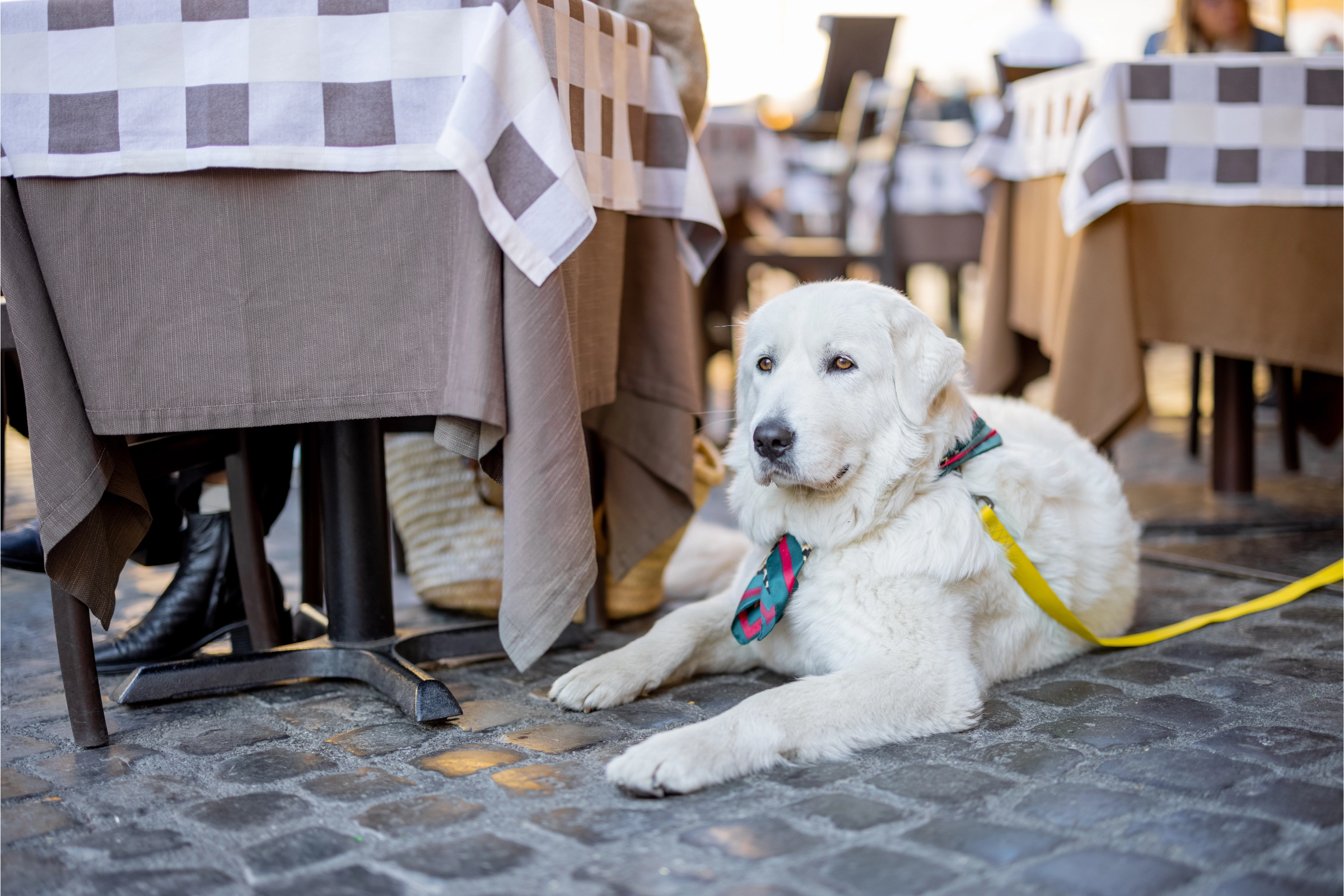 restaurant activities for senior dogs