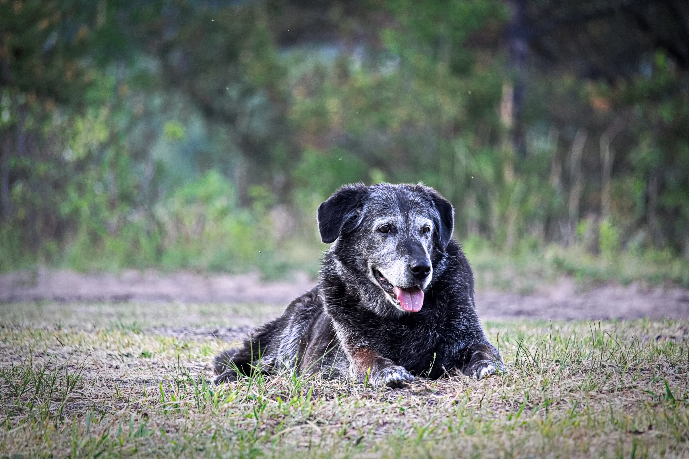 social activities for senior dogs